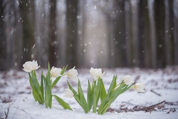 Delicate flowers of white tulips in a meadow in the snow during a snowfall. Variability of spring weather.