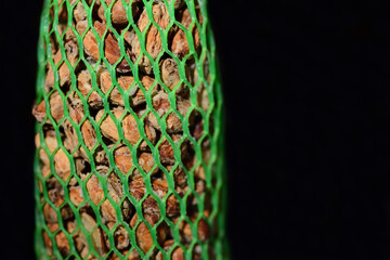 Close-up and detailed view of a feeding station for birds, consisting of different seeds that are fastened in a green plastic net