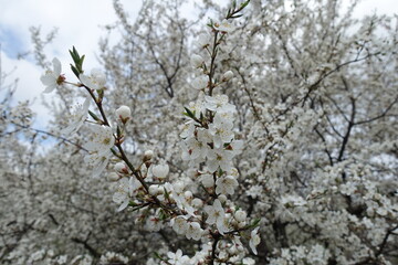 Leafless branches of plum tree with white flowers in April