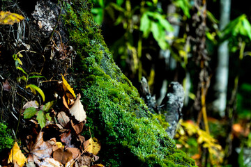 moss on tree