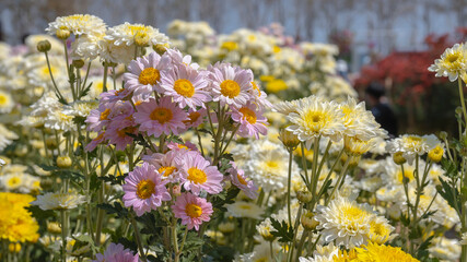 Beautiful pink chrysanthemums flowers in the garden