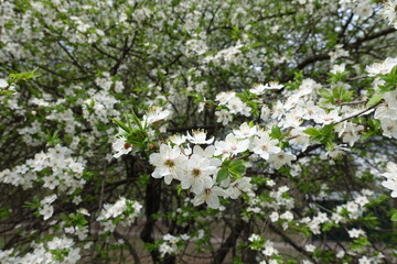 Lush green leaves and white flowers of plum tree in April