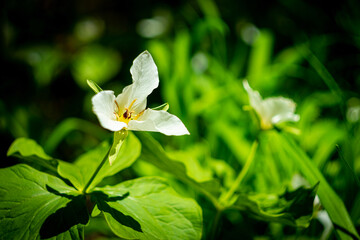 lily of the valley