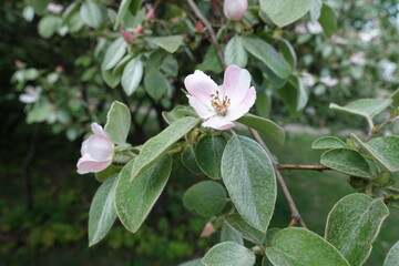 Obraz na płótnie Canvas Pinkish white flower of quince in May
