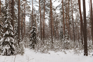 snow covered trees in the woods cloudy day cool tones mature pine and spruce trees Latvian forest 