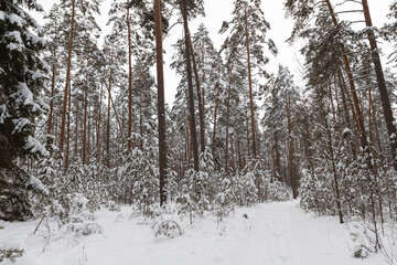 snow covered trees in the forest cloudy day cool tones mature pine trees Latvian woods