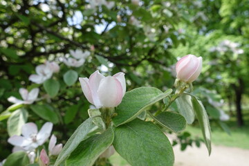 Side view of opening flowers of quince in May