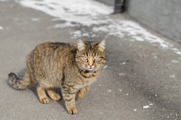 Naklejka na ściany i meble The street cat is walking. Yard, thoroughbred cat. Abandoned pet.
