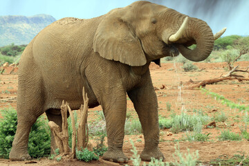 Obraz premium Thirsty elephant at the waterhole late afternoon after a very hot day 
