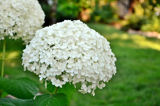 Lush delightful huge inflorescence of white hydrangea Annabelle in the garden close-up.
