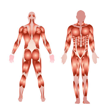 body muscles, front and back, medical illustration