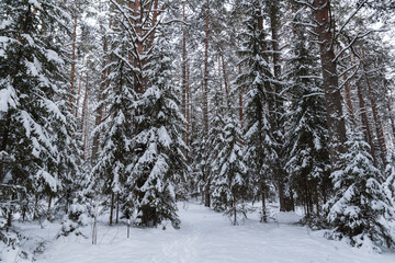 snow covered trees in the forest cloudy day cool tones mature spruce