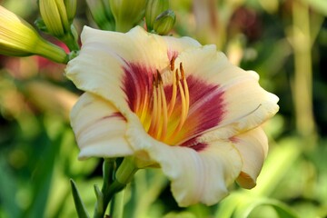 Delicious creamy red-throated daylily of the Pandora's box variety in a summer sunny garden close-up