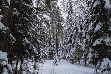 snow covered trees in the forest cloudy day cool tones mature spruce