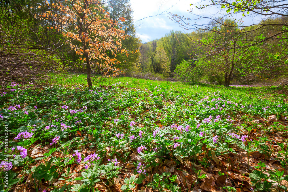 Poster spring forest