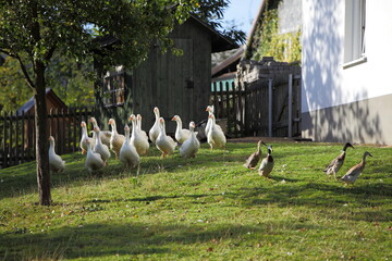 Auf dem Bauernhof © Harlekin-Graphics