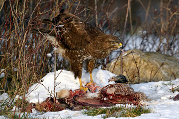 Mäusebussard (Buteo buteo) frisst an Kadaver im Schnee // Common buzzard (Buteo buteo) eats a dead...