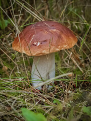 Boletus mushroom, growing in the grass of the autumn forest.
