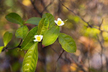Tea leaf and white flower in tea plantation. Flower of tea on trunk. Beautiful and fresh white tea flower on a branch in China