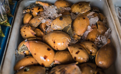 Nautilus for sale in the seafood market, Ban Samaesarn, Sattahip, Thailand