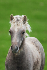 Wild icelandic horse portrait. Animal and wildlife concept.