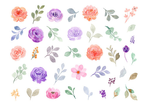Collection of watercolor floral elements. hand drawn roses, pink and purple flowers and green leaves