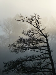 Sculpted tree silhouetted in morning sunlight and mist 