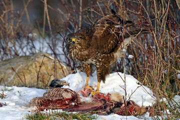 Mäusebussard (Buteo buteo) frisst an Kadaver im Schnee // Common buzzard (Buteo buteo) eats a dead...