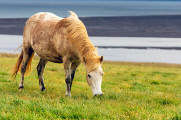 Wild icelandic horse portrait. Animal and wildlife concept.