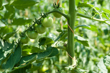 green tomatoes