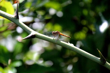 inseto libéula - anisoptera 