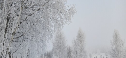 Frosty trees