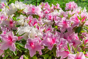 源平咲きツツジ