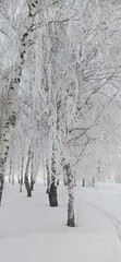 Frosty trees