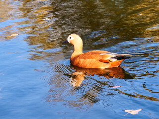 Duck swim on the pond.