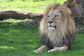 Male lion relaxing in the shade

