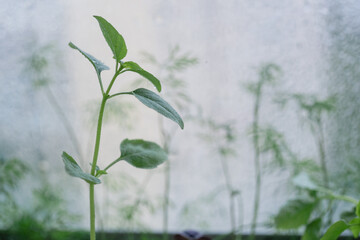 Basil sprout in the kitchen garden