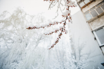 Branch of apricot blossom covered in snow