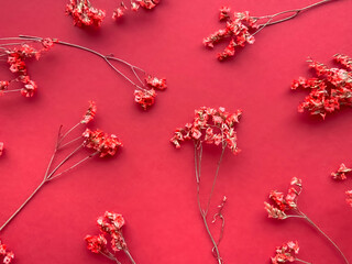 Flowers composition. Red flowers on red background. Spring, summer concept. Flat lay, copy space.
