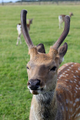 Cute young deer with small antlers.