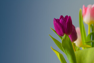 A bouquet of rose and purple tulips against a blue textured background close up view with flowers
