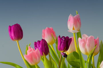 A bouquet of pink rose and purple tulip flowers inside a house close up detail view