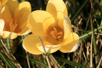 Yellow, blossom spring plant crocus with bee honey. The beginning of spring.