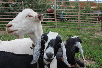 goats Nubian animals on the farm lie in a pen looking