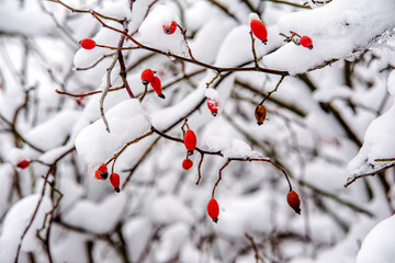 Snow-covered dogrose branches in the winter forest
