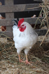 a white rooster with a red crest sits on a farm