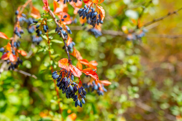 Blue barberry on a bush branch, against a blurred background of nature with place for text. Healthy nutrition, healthy foods.