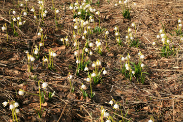 Blooming spring snowflake. A sign of the first spring days. Flowered wild areas of the Stolowe Mountains National Park in Poland.