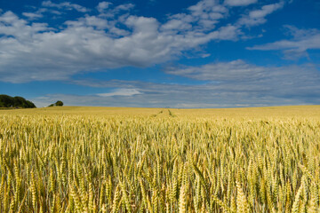 golden wheat field