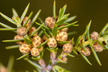Close-up view of Juniper (Juniperus) branch with flowers